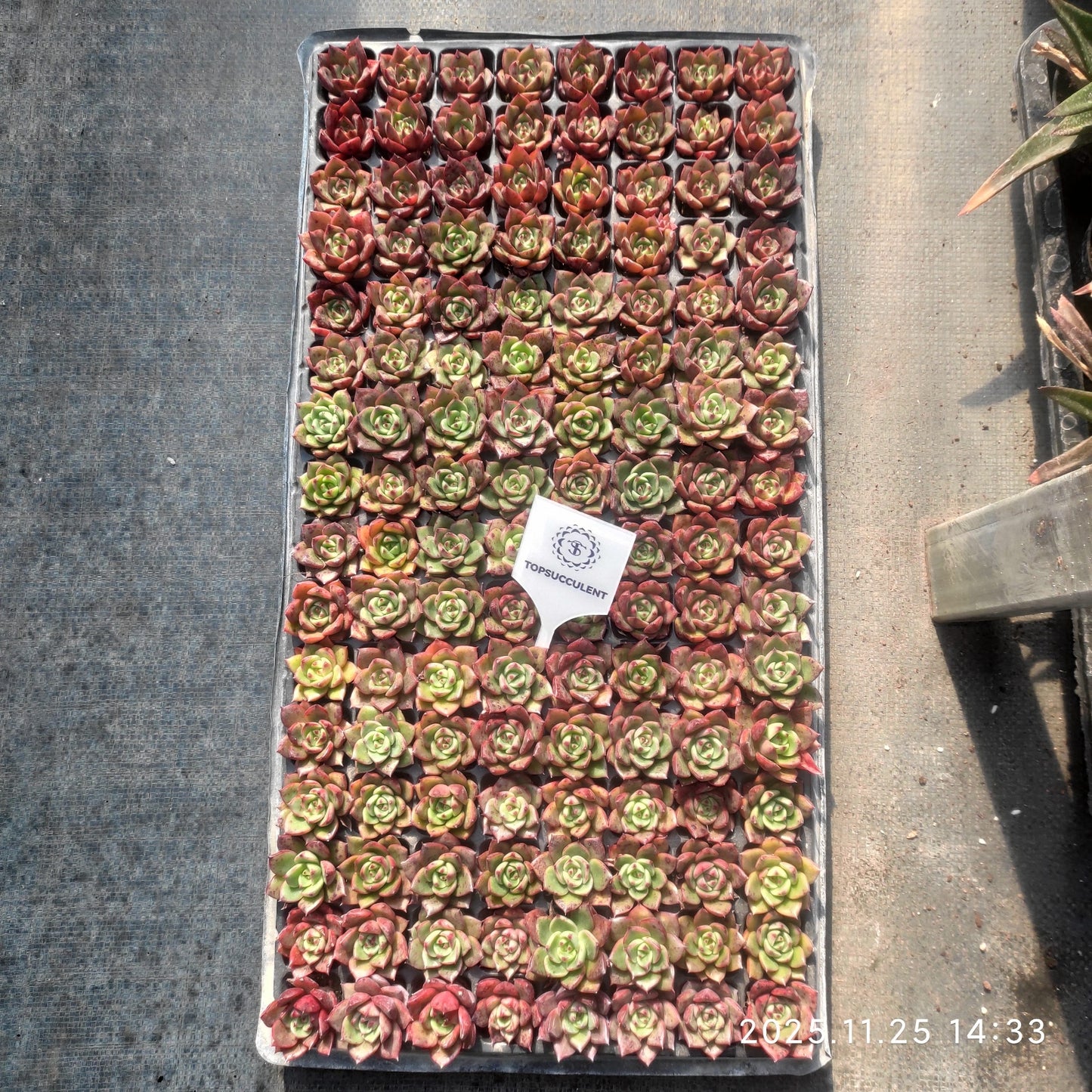 21737 レッドピーチ ビューティー（3cm pot）（ポット苗）