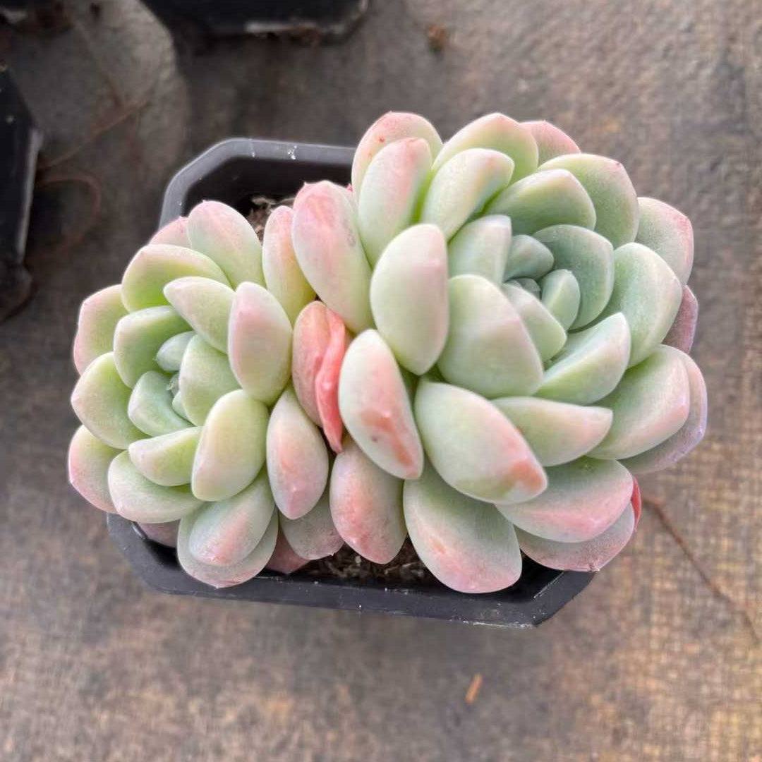 26170 ジェイドバタフライ