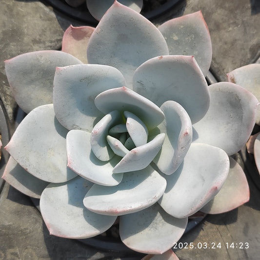MMY484 ホワイトラバー(9cm pot)