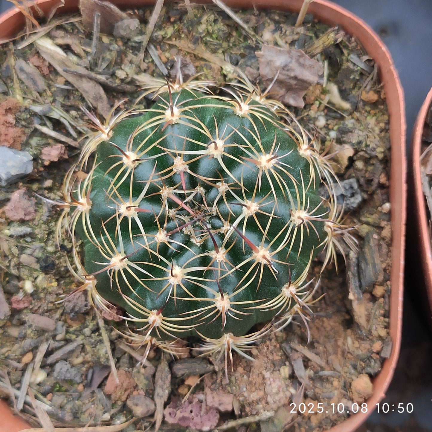 DMC064 ロビビア　ドラクストラリアナ（7cm pot）