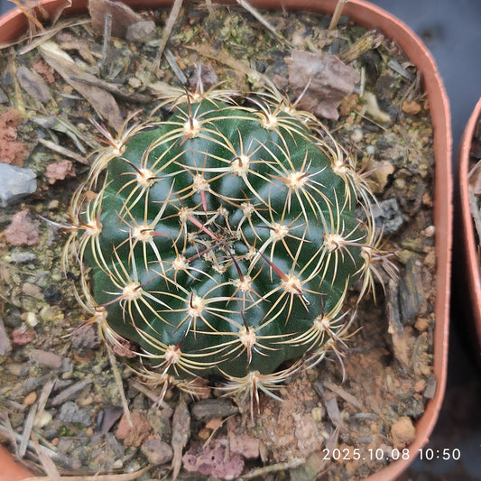 DMC064 ロビビア　ドラクストラリアナ（7cm pot）