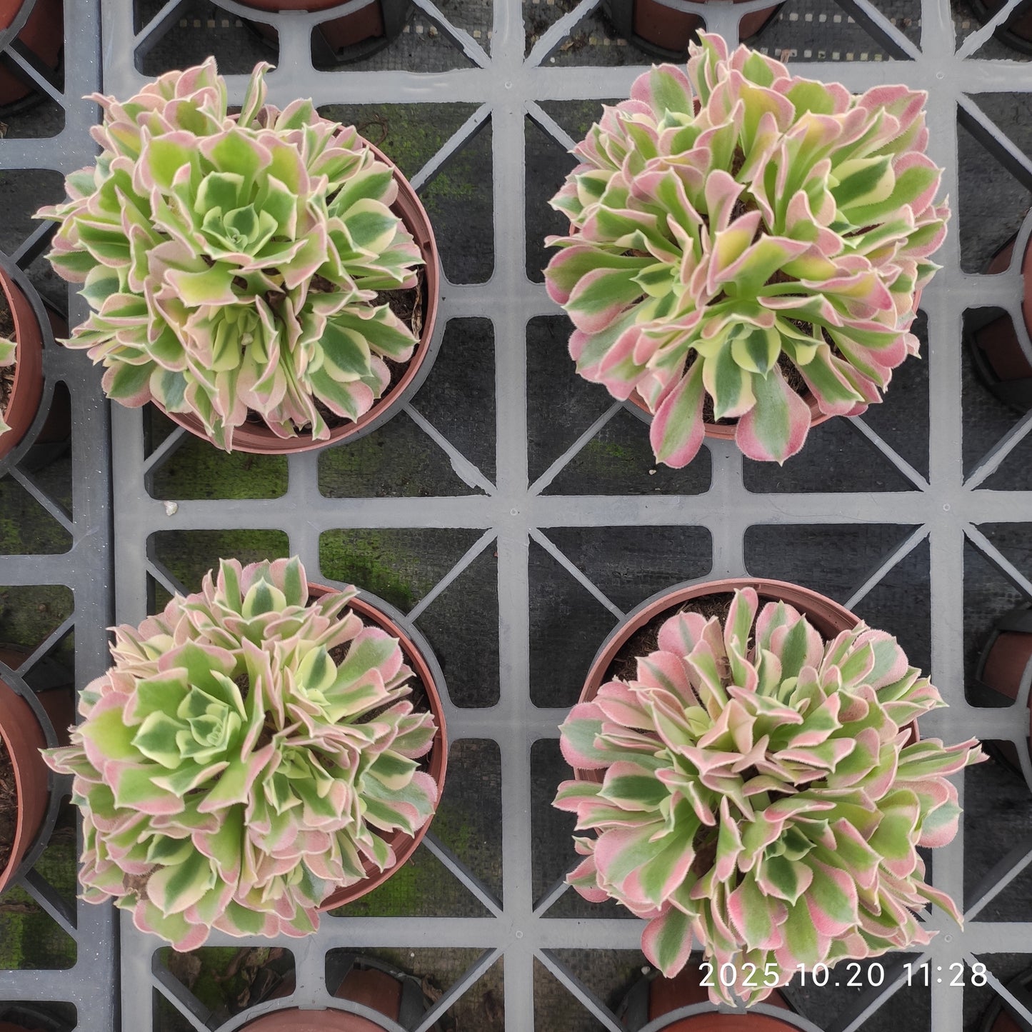 ZXX412 アエオニウム リバーストーンズ（12cm pot）