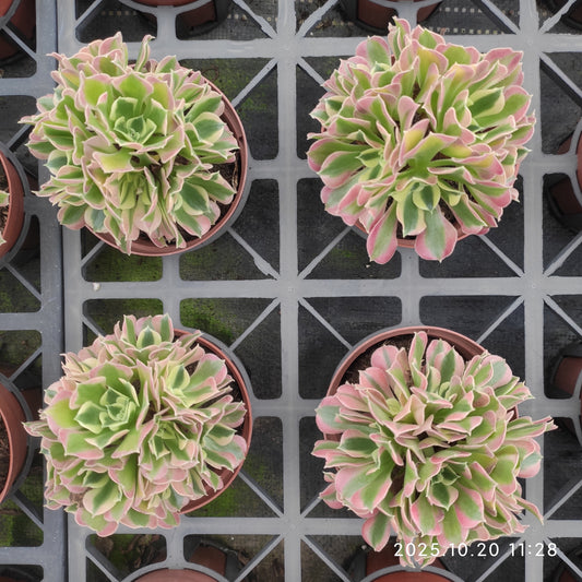 ZXX412 アエオニウム リバーストーンズ（12cm pot）