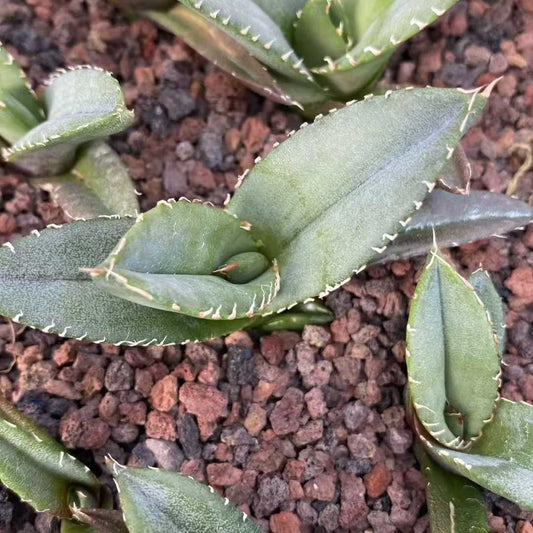 20299 アガベ　チタノタ　柊月