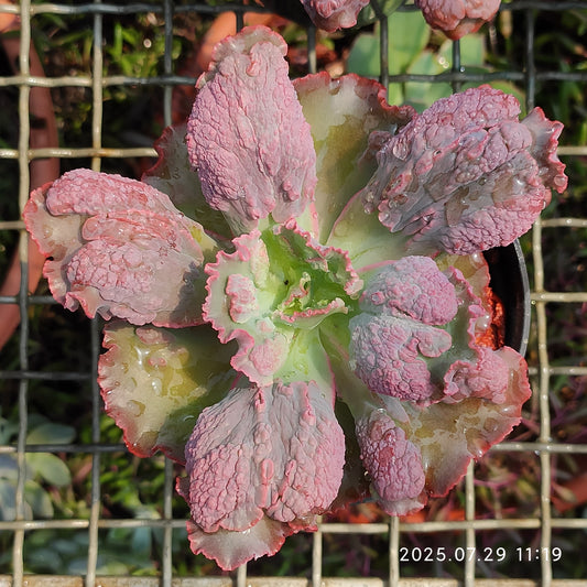 ZZA136 バロンボールド（11cm pot）