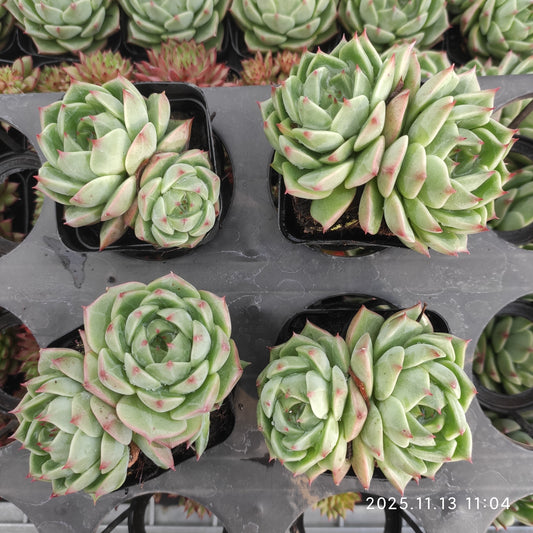 22430  タークォイズ（7cm pot）