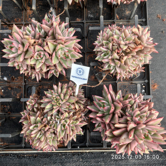 23138 アイク　ソール錦（12cm pot）