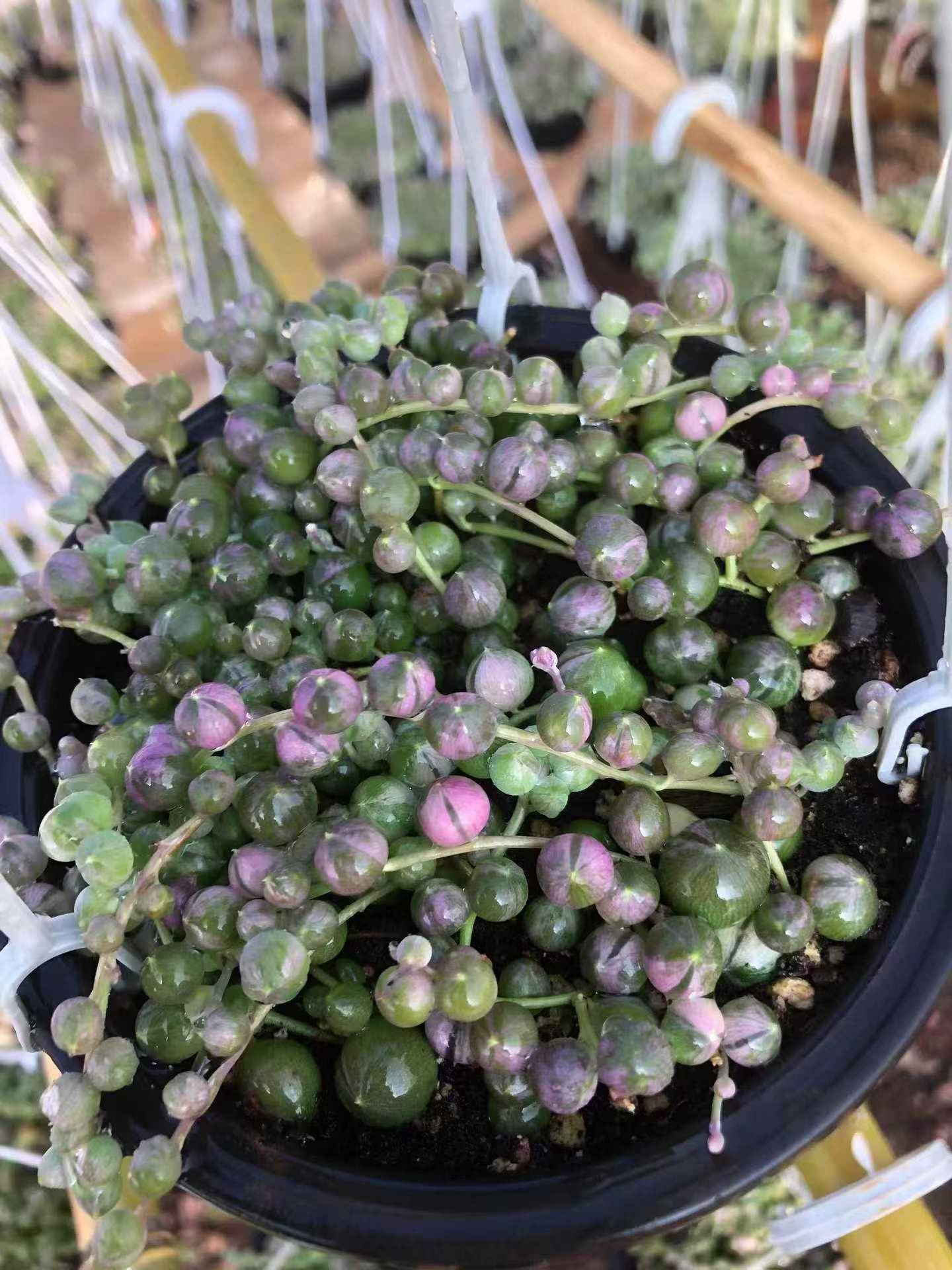 セネシオ　アーケリー　抜き苗 セネシオ – Top Succulent®