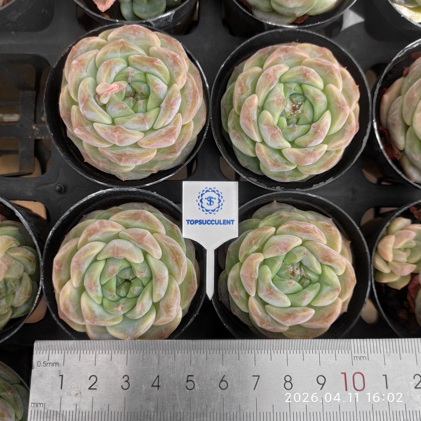 361508 フレッシュ グレープ