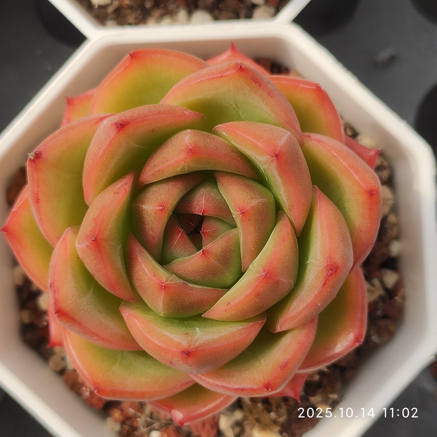 WWA222 ピュアリティー（7cm pot）