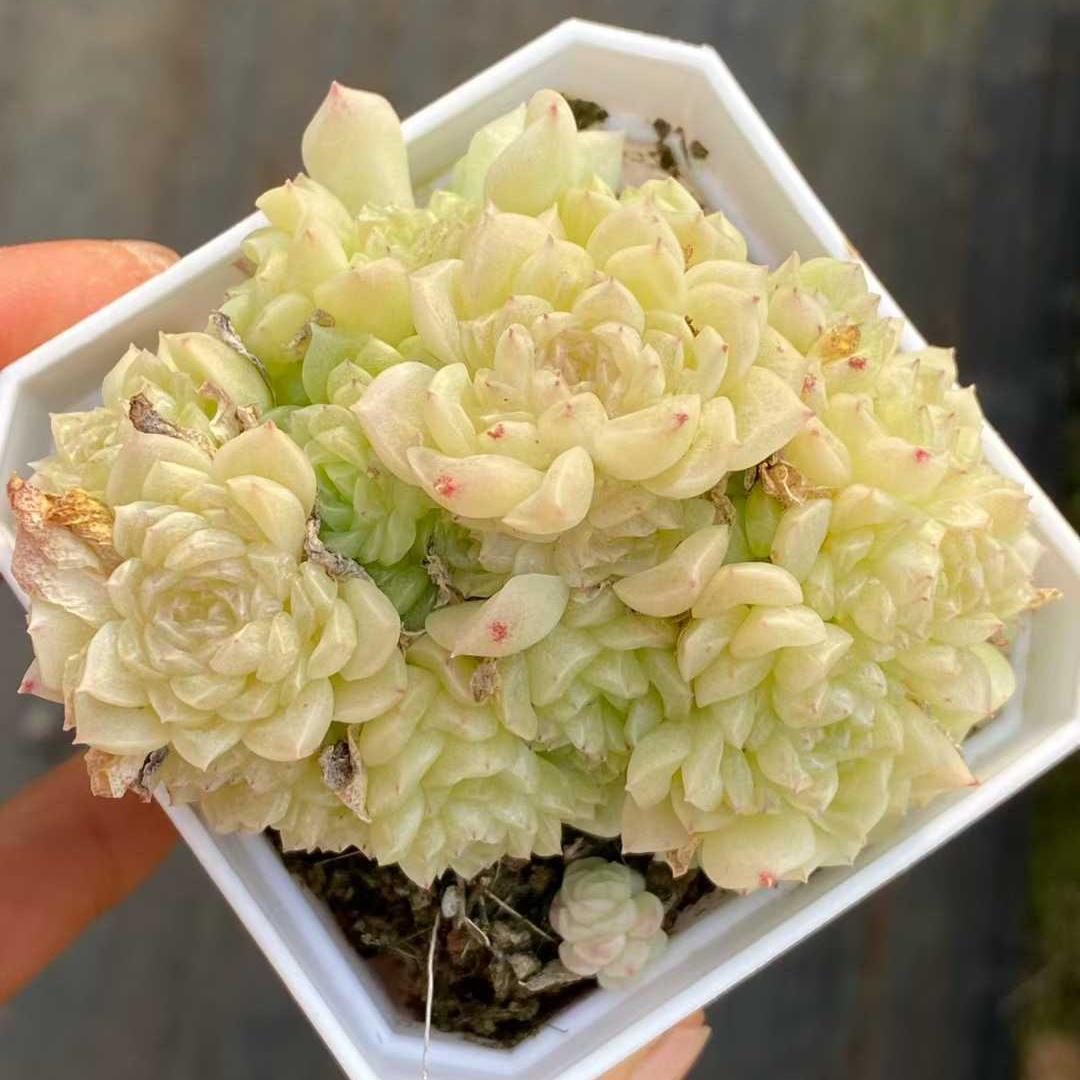 360095 スノーハイドランジア