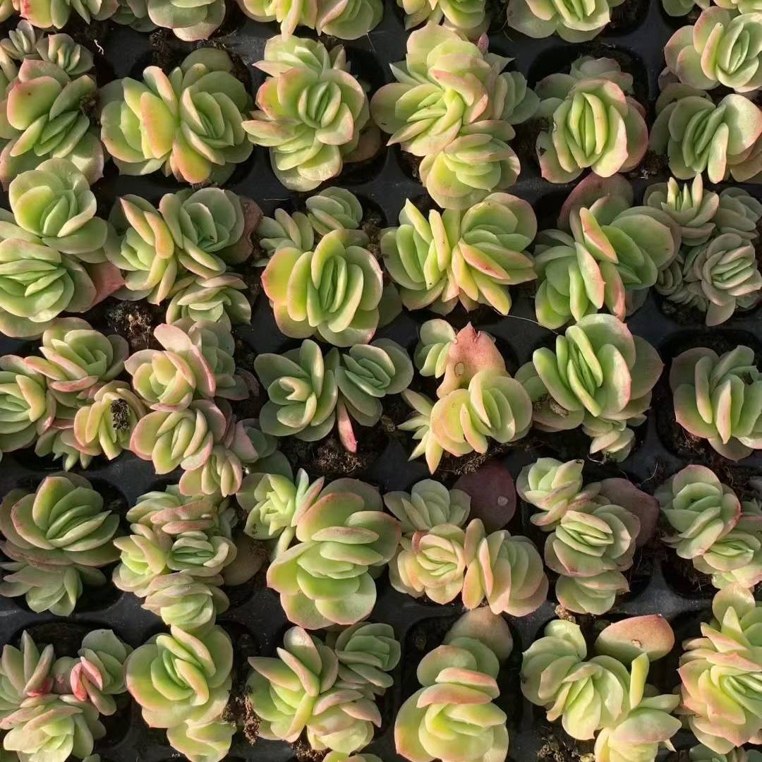 23454 アイスローズ（3cm pot）（ポット苗）