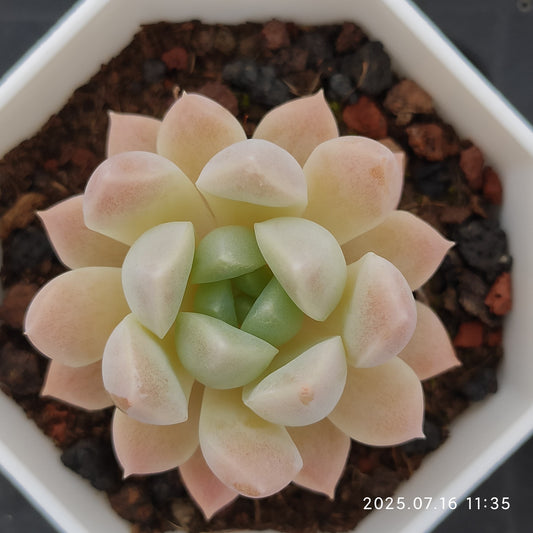 YBB065 パンドHyb(7cm pot)