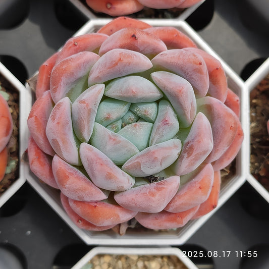 LMM364 ルービー　リング（6.5cm pot）