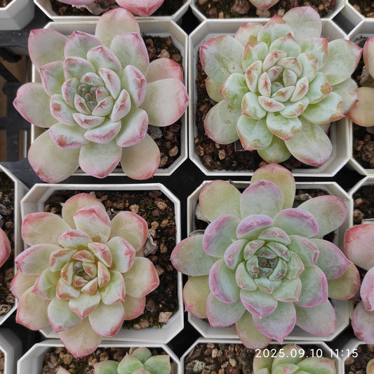 HG020 マルガン x アイス　スピリット（7cm pot）