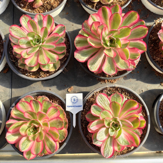 24642 チェリー　ブロッサムズ