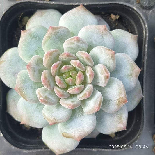 LG769 ジェイドモンロー (6.5cm pot)