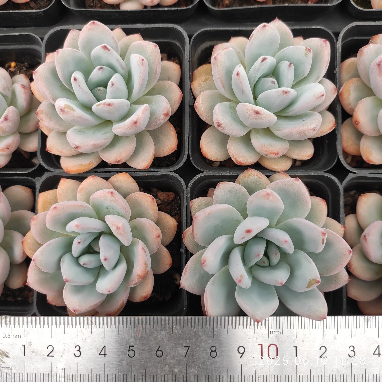 THH010 スパーク　スノー（7cm pot）
