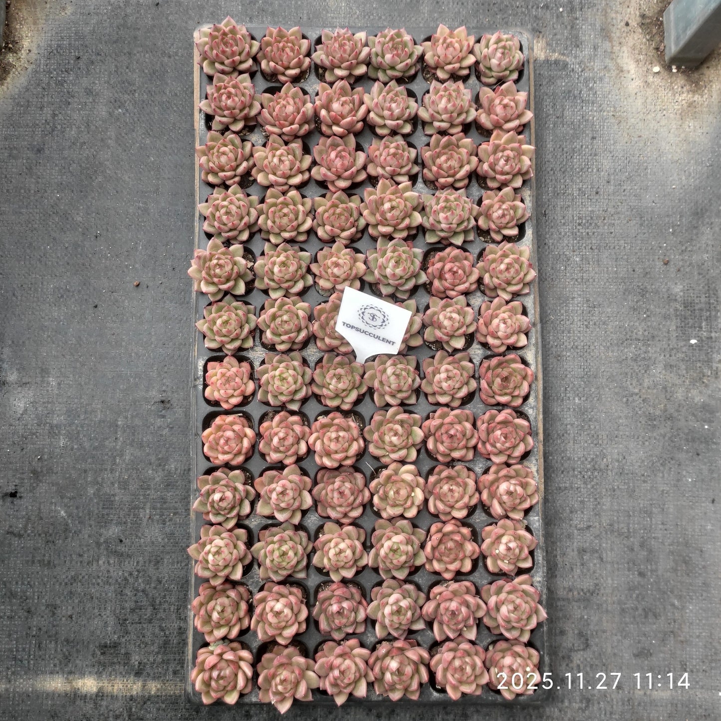 22397 クリアスカイジェニー