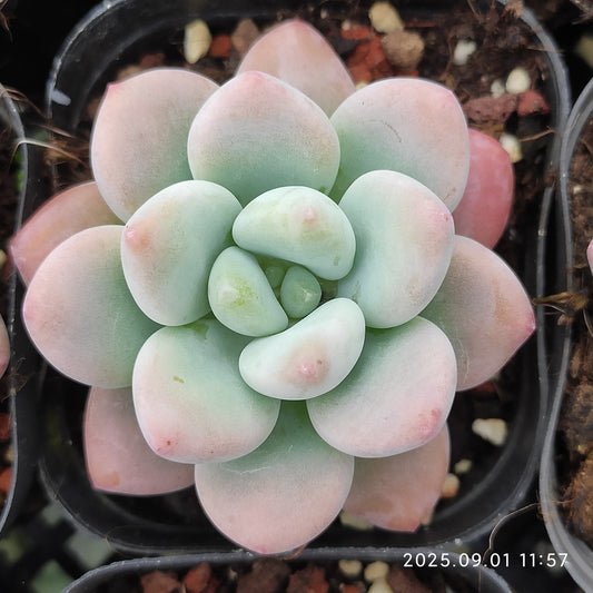 QN504 レジェンド （6.5cm pot）