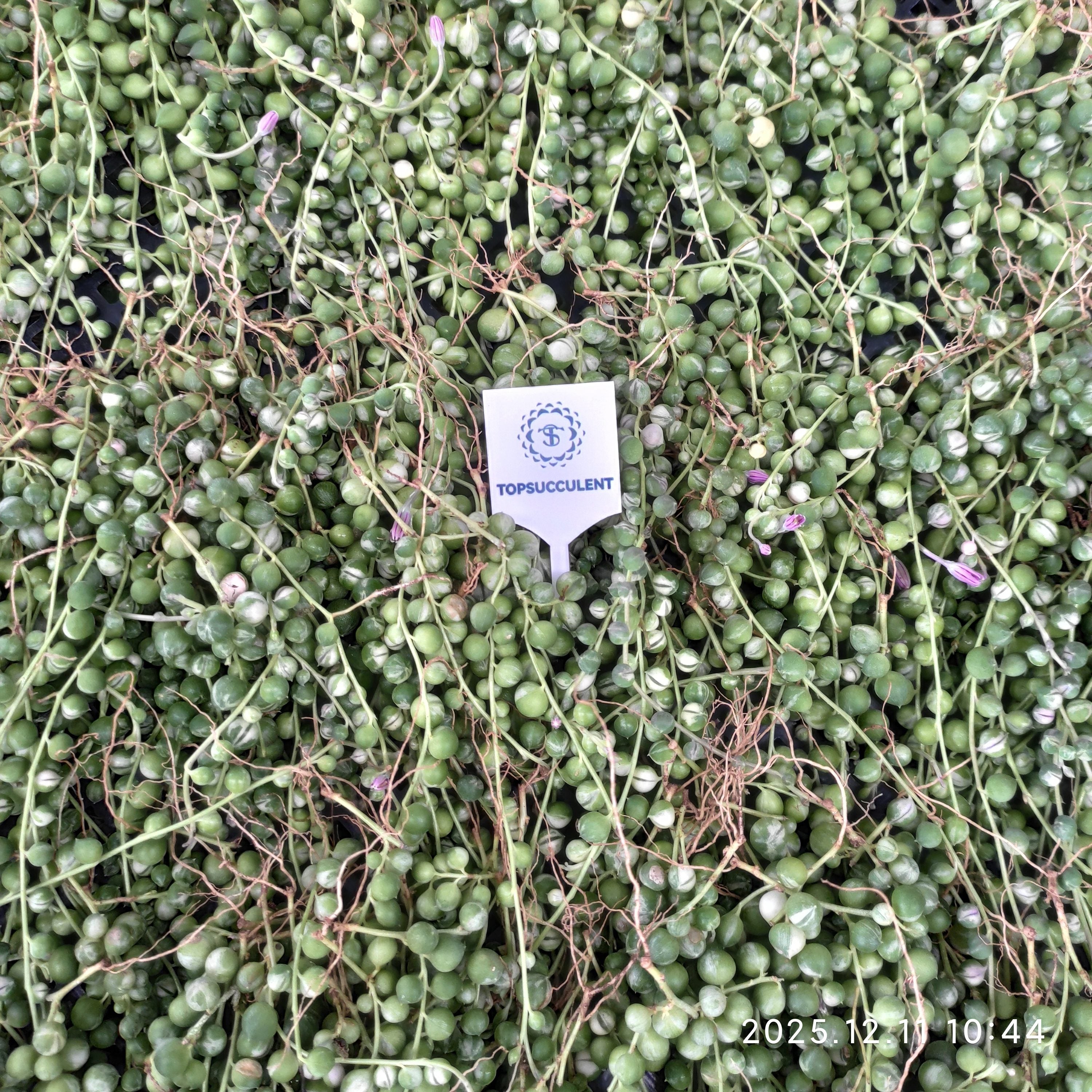 セネシオ – Top Succulent®