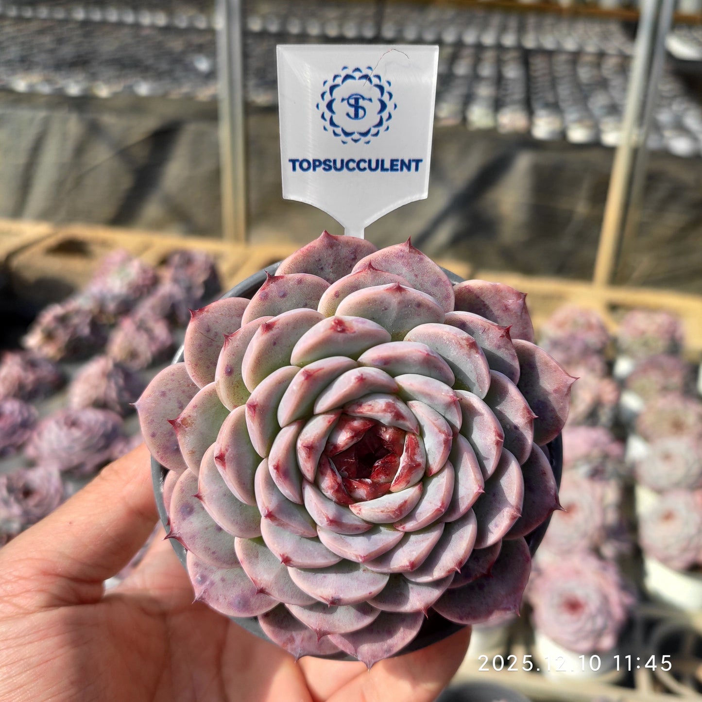 HWQ062 レッドベルベット