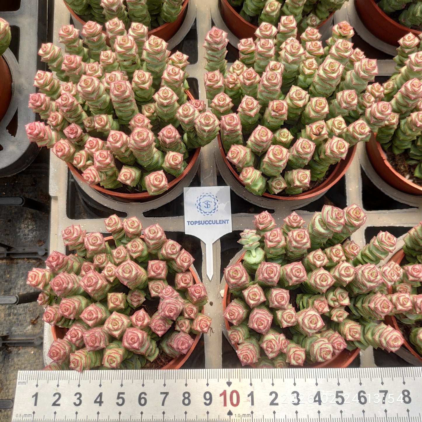 25959 パーフォーラッター