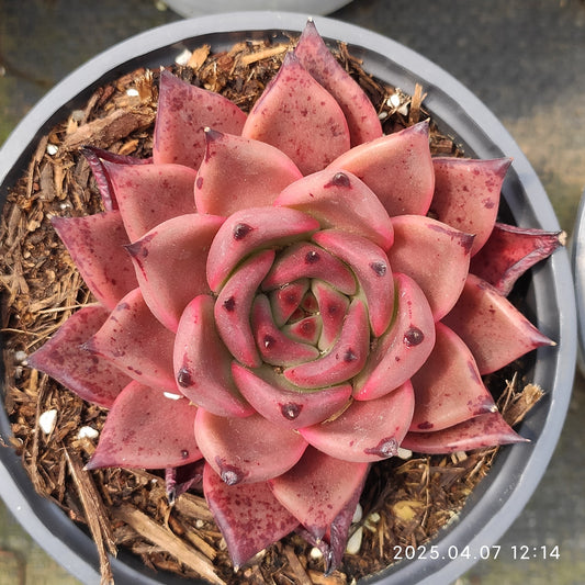 DQ129 ブラッドロメオ（12cm pot）