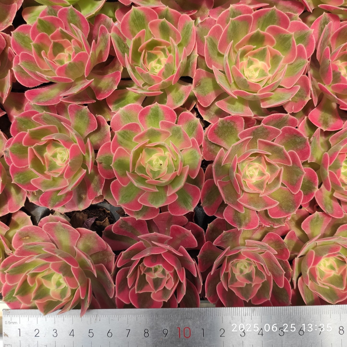 ON630 フラワリー　ライフ（7cm pot）