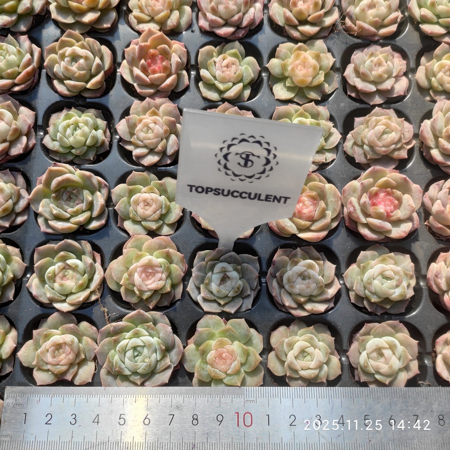 220711 ドリームスバブルズ（3cm pot）（ポット苗）