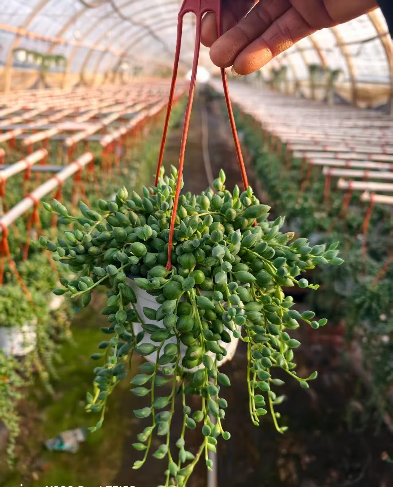 セネシオ – Top Succulent®