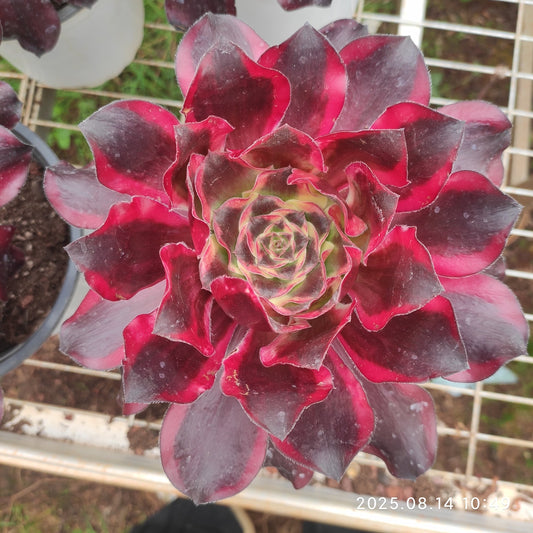 YS275 レッド　ソーサレス（17cm pot）