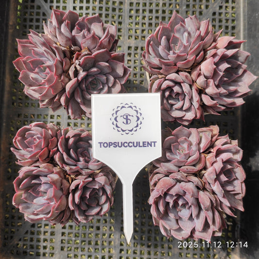 22515  ダークアイス（7cm pot）