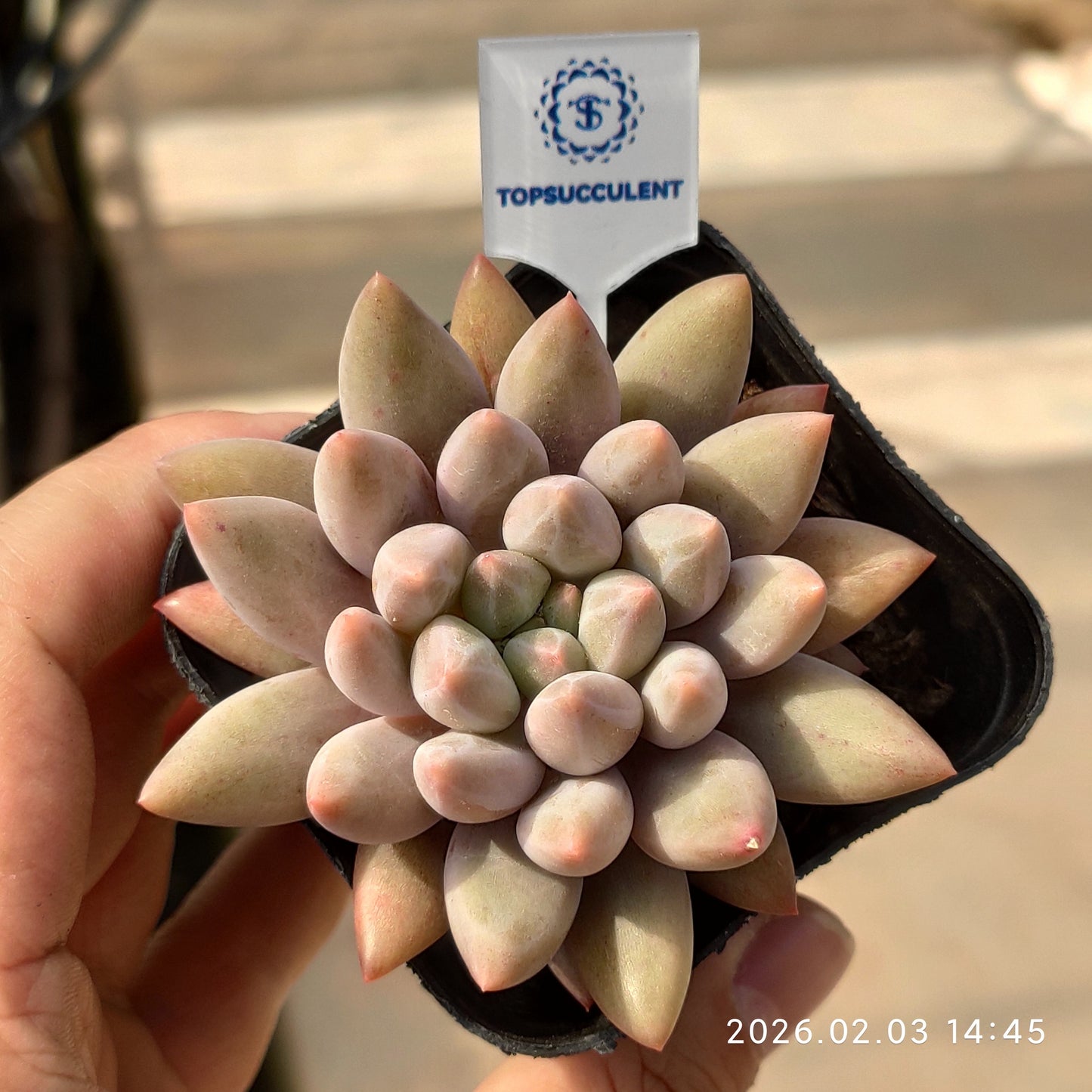 25679 ゴールドフィッシュ