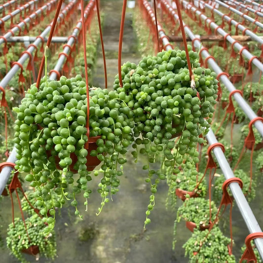 23007 緑の鈴 セネシオ