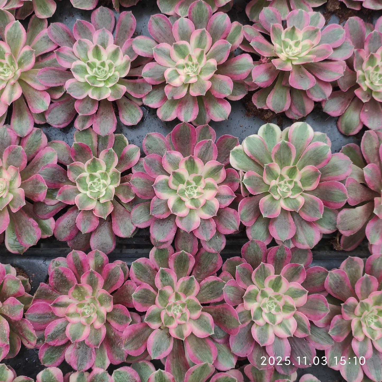 22307 ピーコック　フェザーズ（6cm pot）