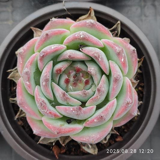 YBB260 チワワエンシス（9cm pot）
