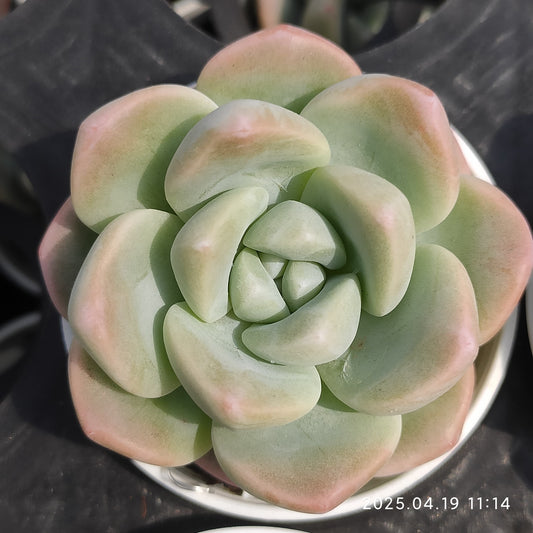 ZZA100 アイス　グリーン(5.5cm pot)
