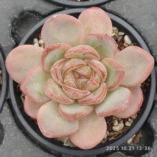 MMY1174 スター ジェニー（9cm pot）