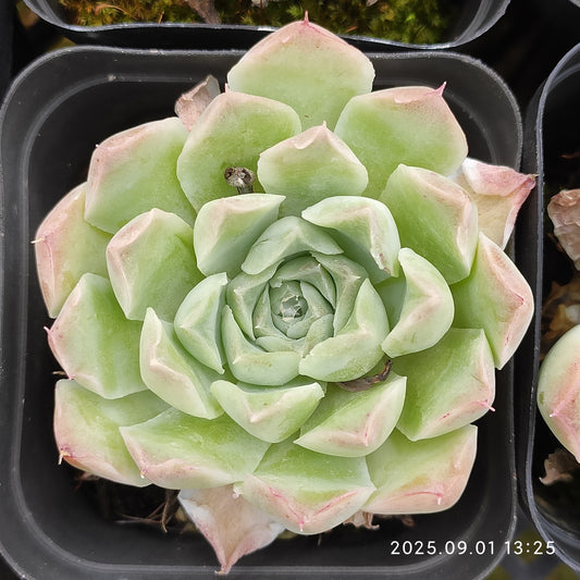 QN855 ローズ　エレガンス（7cm pot）