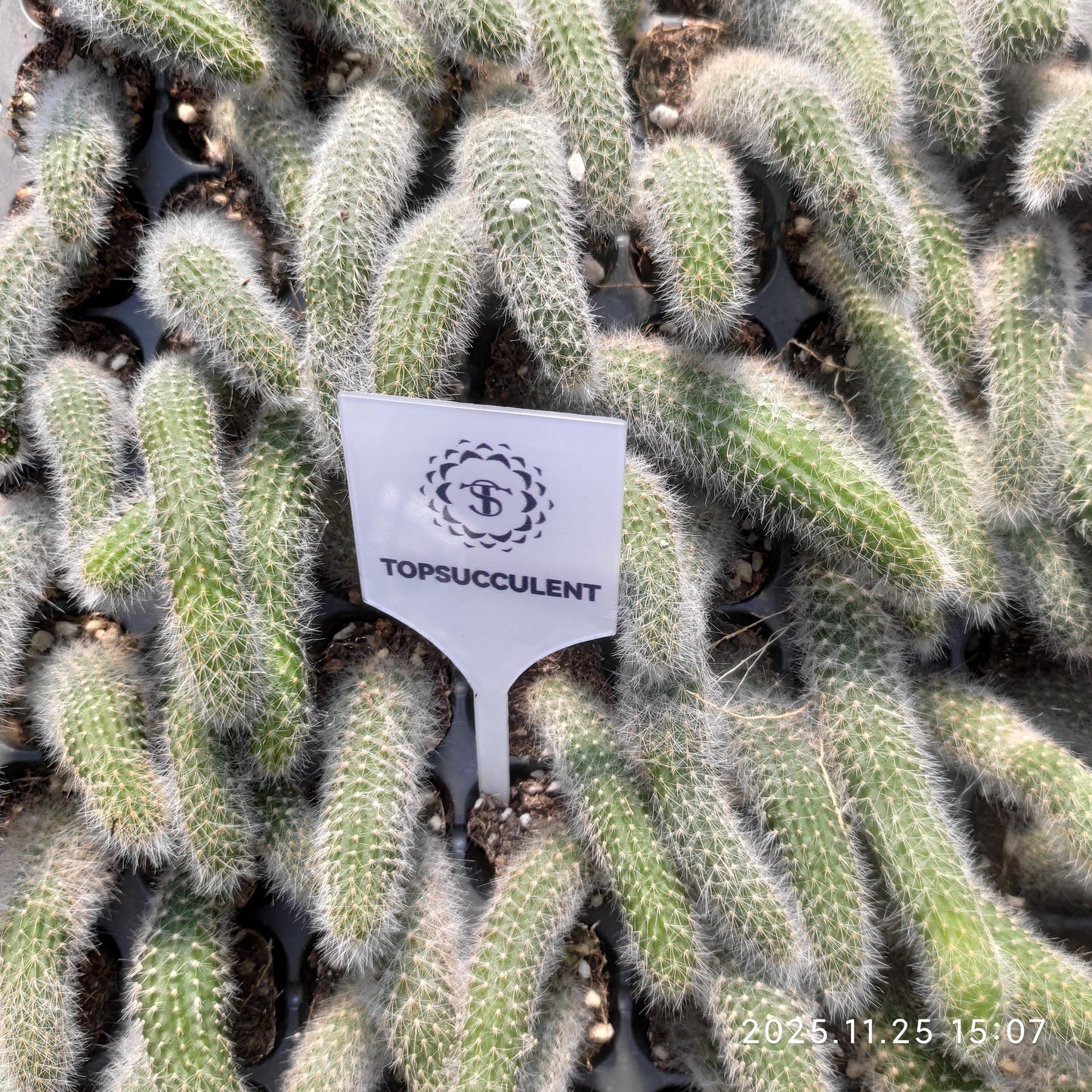 220491 猫の尻尾（3cm pot）（ポット苗）ワシントン条約品