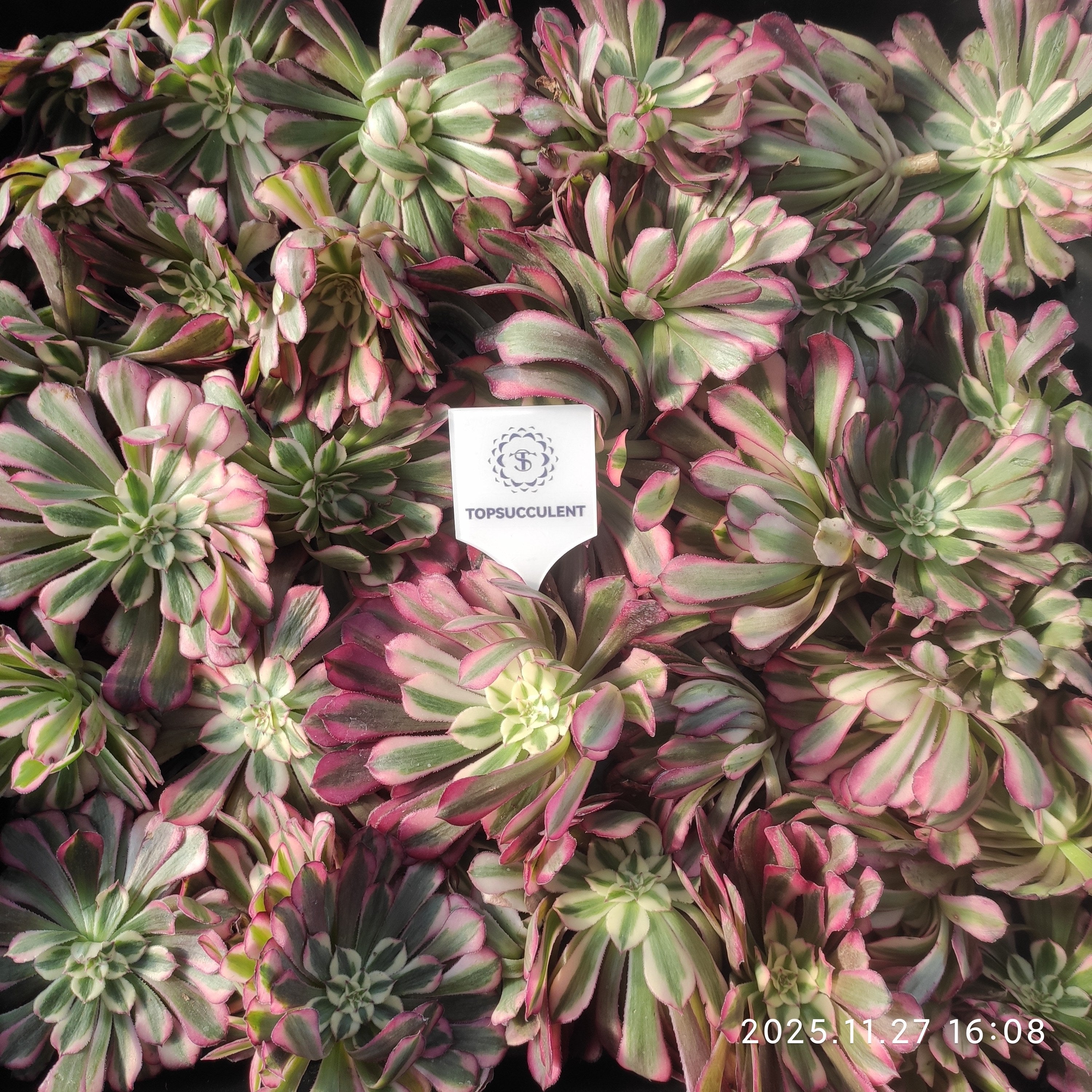 アエオニウム（カット苗） – Top Succulent®