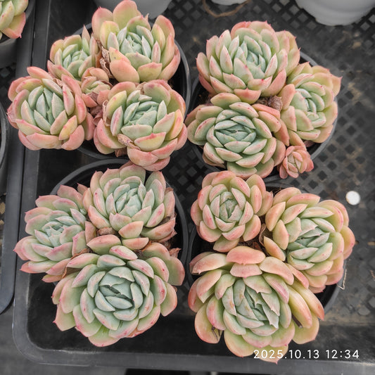 21659 ベリー（7cm pot）