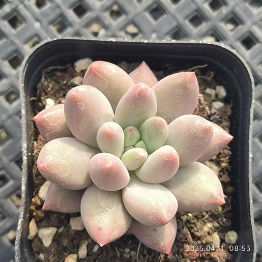 RDD190 エンジェルスフィンガー(6.5cm pot)