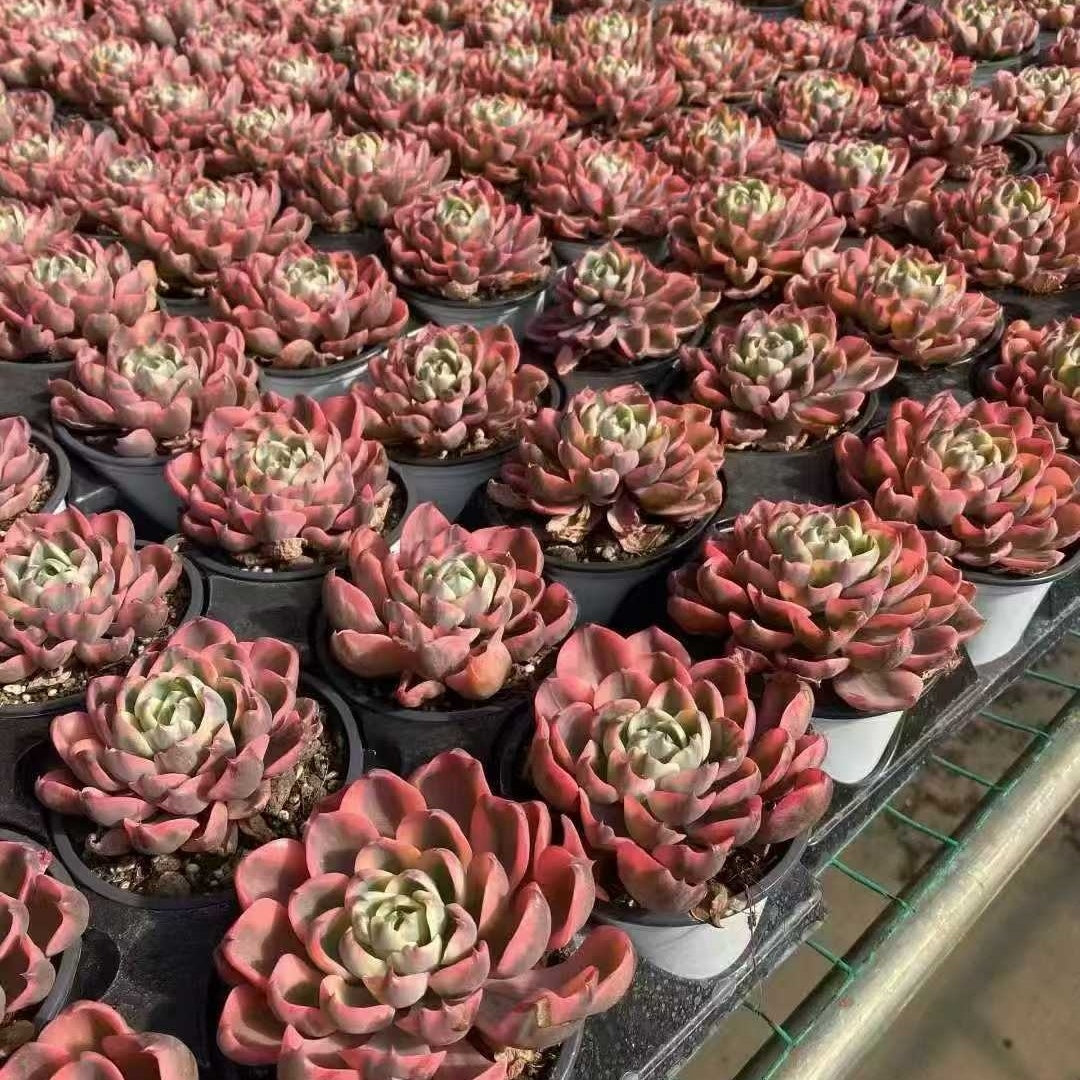 23617 レーン錦（9cm pot）