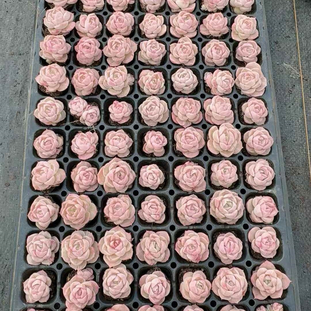 26131 ローズミラージュ