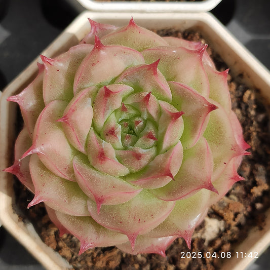 WWA226 マルギャン Hyb (7cm pot)