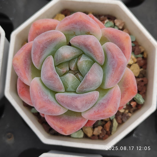 LMM166 ローンリー　ハート(7cm pot)