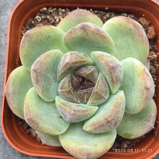 DX086 チーズブルーベリー （7cm pot）