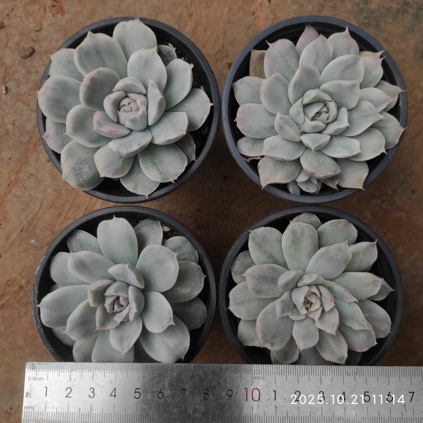 MMY1059 シンプソン錦（9cm pot）